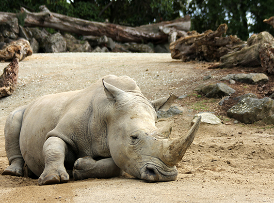 Environmental Consulting in Uzbekistan & in Central Asia | Environmental-Consulting.Uz 