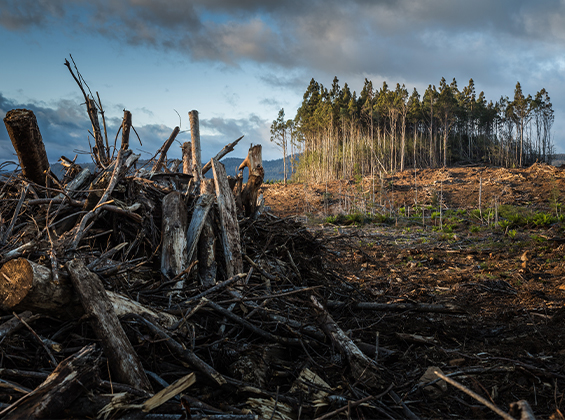 Environmental Consulting in Uzbekistan & in Central Asia | Environmental-Consulting.Uz 