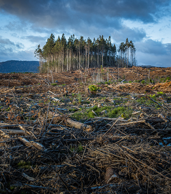 Environmental Consulting in Uzbekistan & in Central Asia | Environmental-Consulting.Uz Image