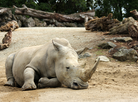 Environmental Consulting in Uzbekistan & in Central Asia | Environmental-Consulting.Uz Image